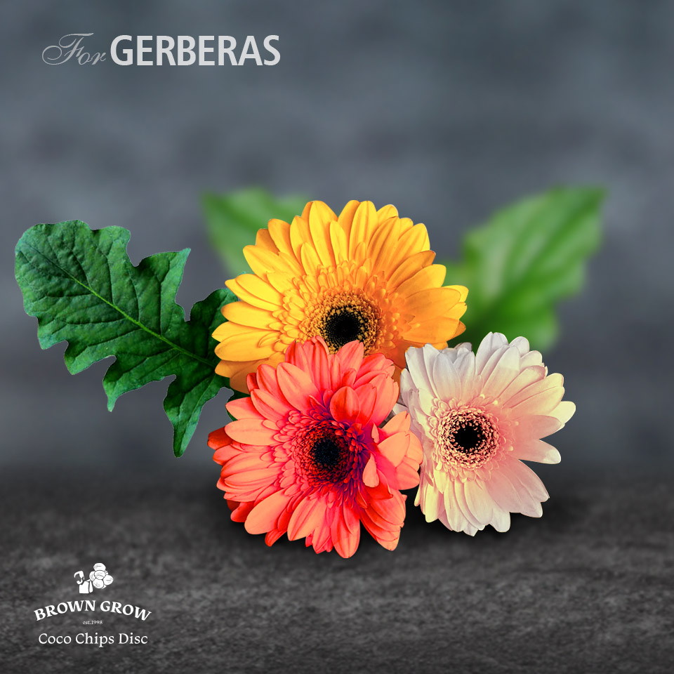 browngrow coco discs for gerberas